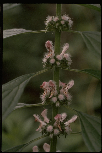 Common Motherwort blooming in Allegany Co., Maryland (7/6/1981).